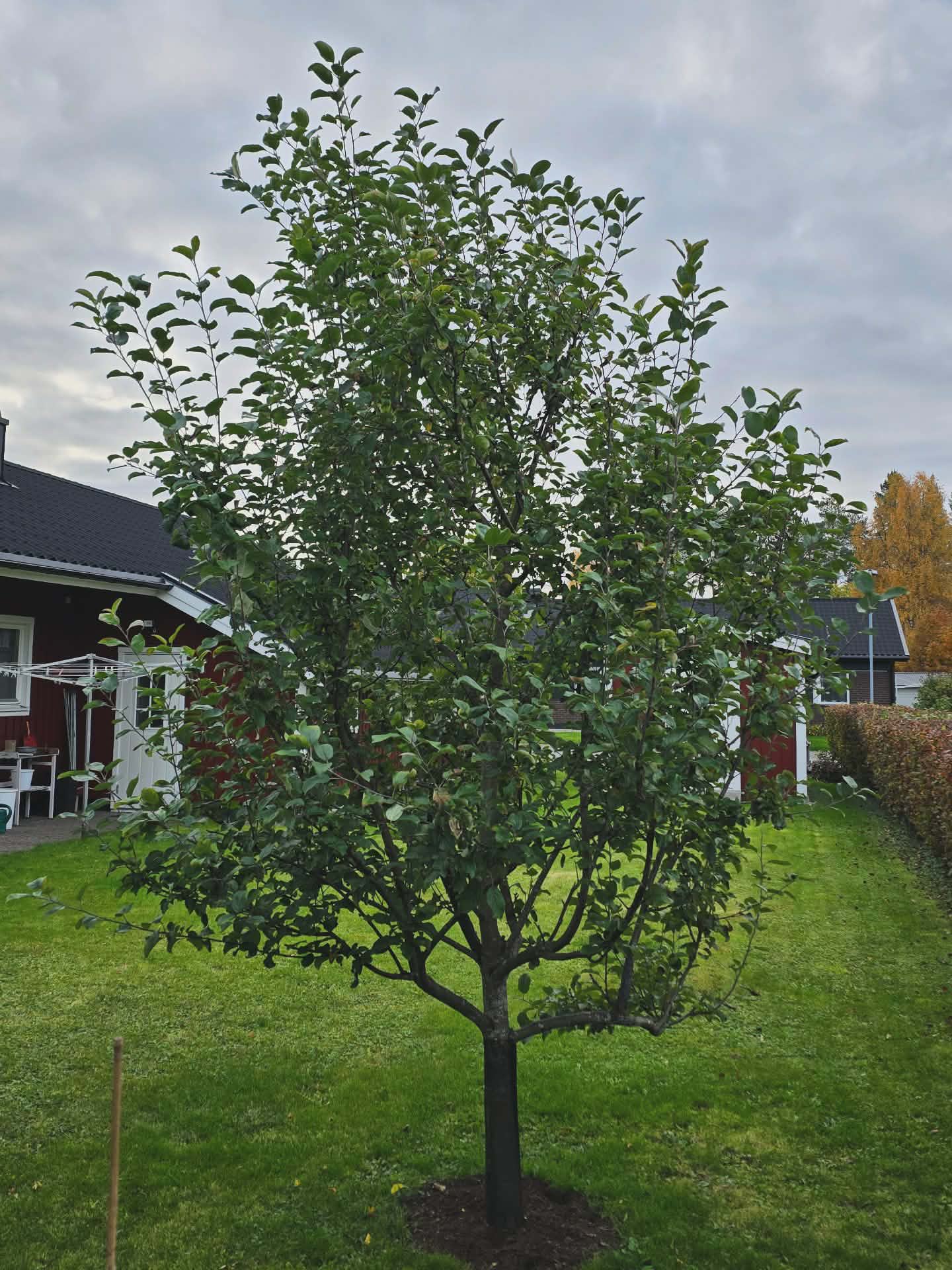 Äppelträd i trädgård