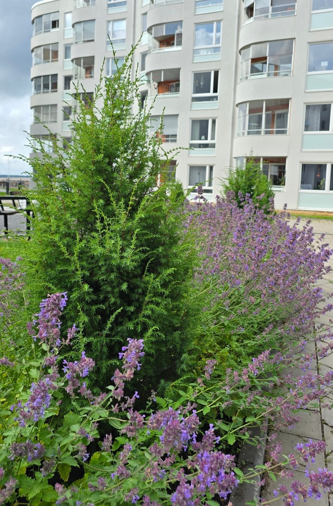 Färdig trädgård