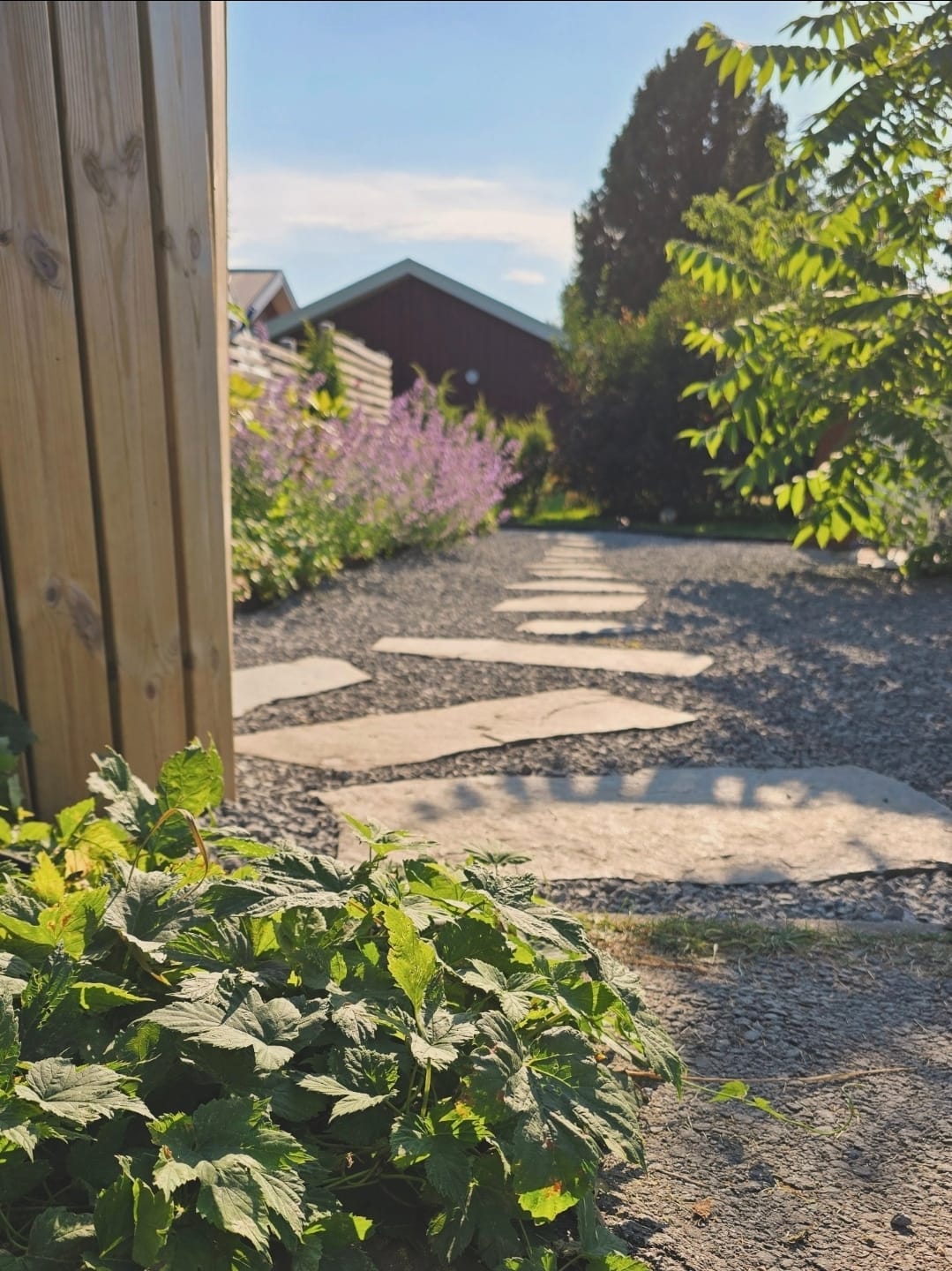 Stengång genom grusad trädgård med grönska i Norrbotten