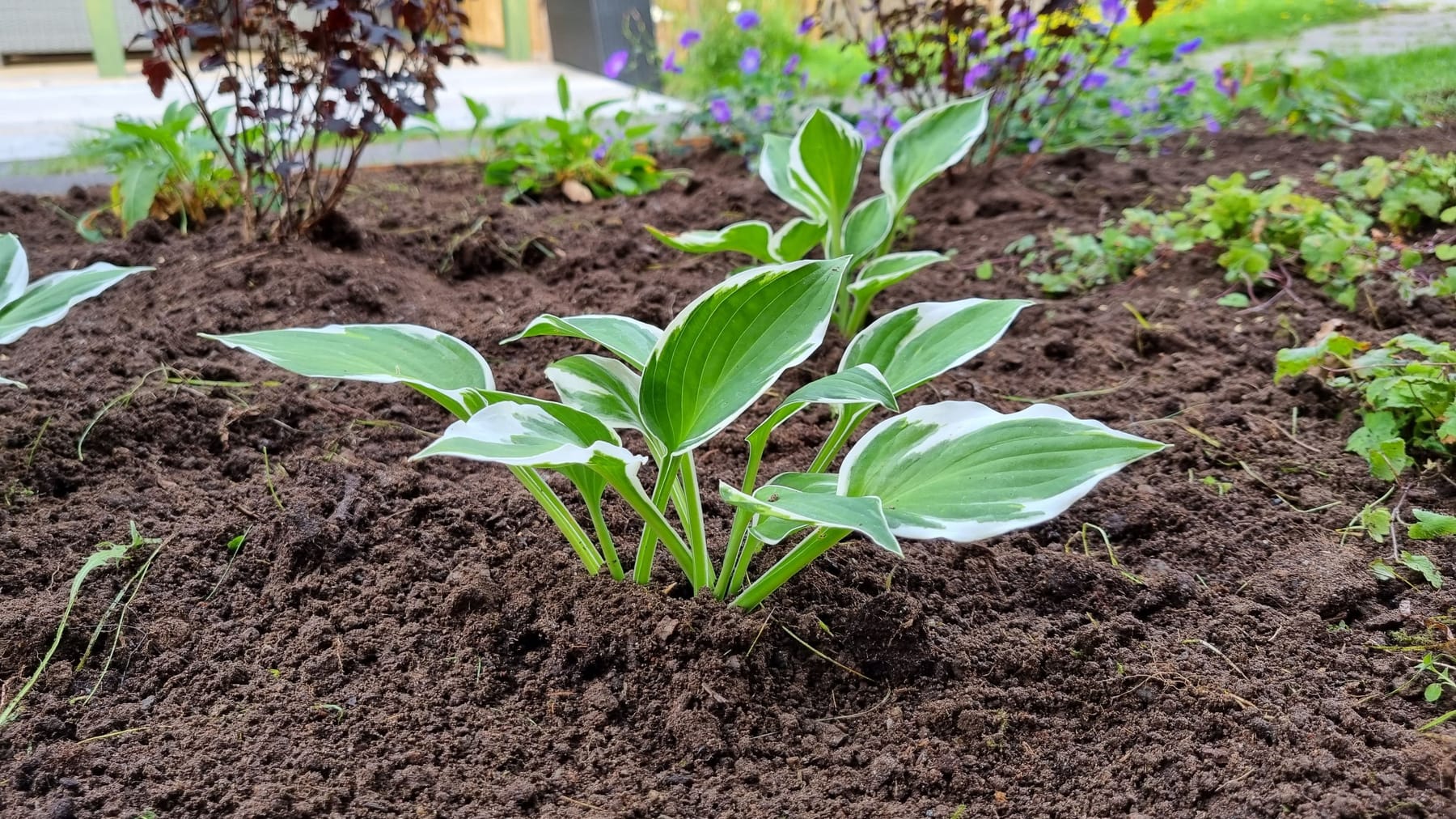 Plantering