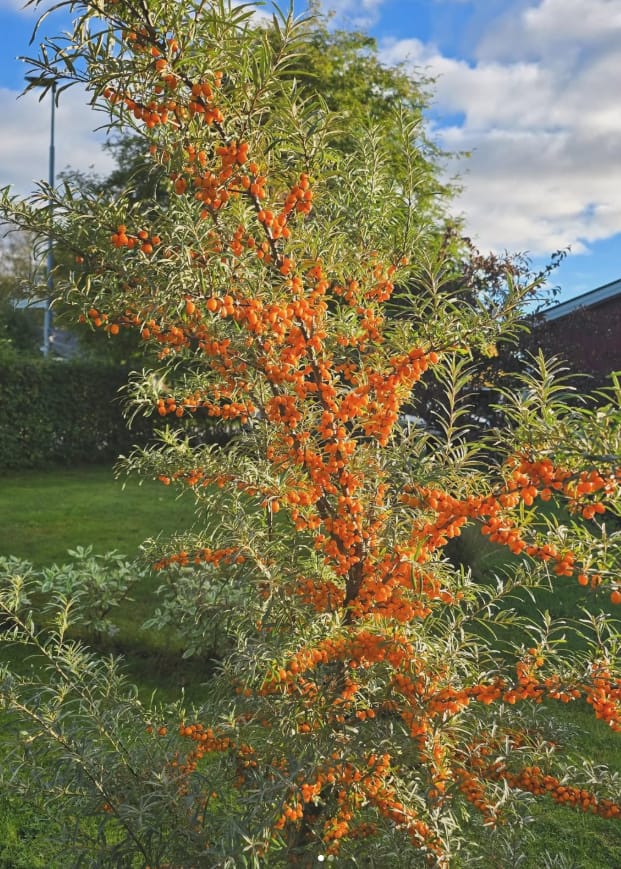 Havtorn på hösten